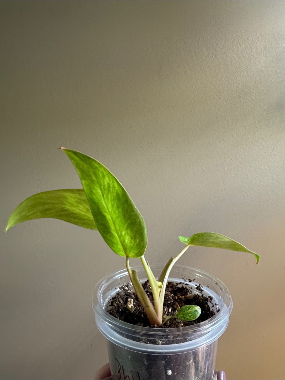 Philodendron Painted Lady - Rooted - Picture 3 of 6
